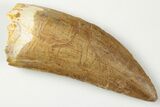 3.63" Serrated, Carcharodontosaurus Tooth - Huge Dinosaur Tooth! - #201290-1